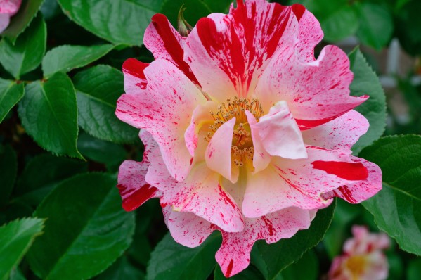 George Burns Floribunda Rose by Michelle K Wood